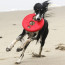 Rogz RFO Frisbee Dog Toy-Red-lifestyle