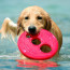 Rogz RFO Frisbee Dog Toy-Red-lifestyle